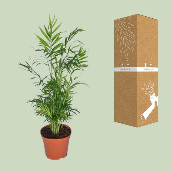 Mexikanische Bergpalme – Chamaedorea Elegans – Ø17cm x H55cm – Pflegeleichte Zimmerpalme – Für Halbschatten – Luftreinigend – Im Pflanztopf – Direkt aus der Gärtnerei 