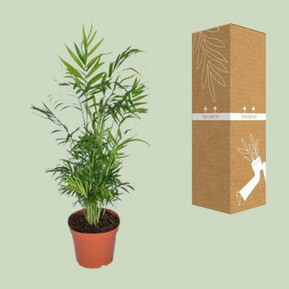 Mexikanische Bergpalme – Chamaedorea Elegans – Ø17cm x H55cm – Pflegeleichte Zimmerpalme – Für Halbschatten – Luftreinigend – Im Pflanztopf – Direkt aus der Gärtnerei 