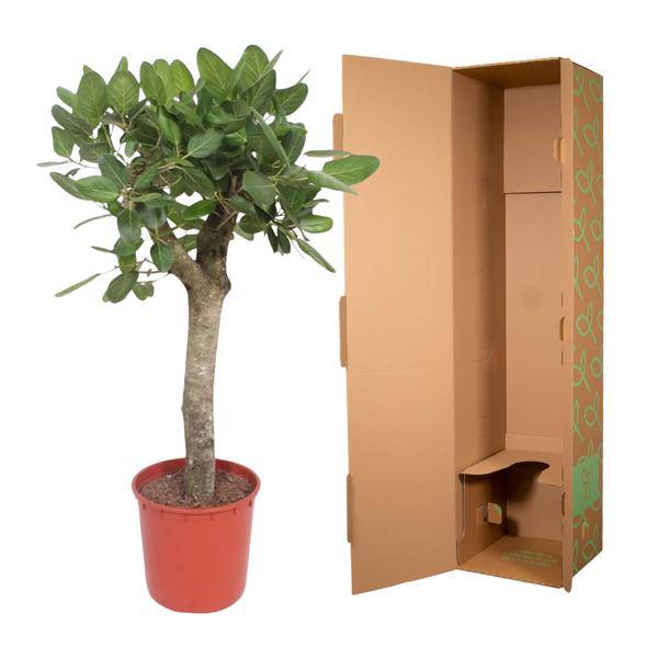 Banyan-Feige - Ficus Benghalensis - 150cm - ø34cm 