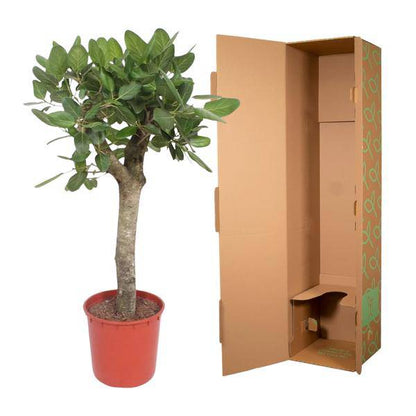 Banyan-Feige - Ficus Benghalensis - 150cm - ø34cm 