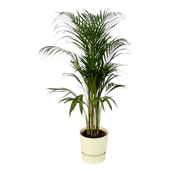 Areca Palme – Betelpalme – Zimmerpflanze ca. 110cm – ø21cm – inkl. Pflanzgefäß Greenville Weiß D24xH23 – Tropische Zimmerpalme für Wohnzimmer, Büro & Wintergarten 