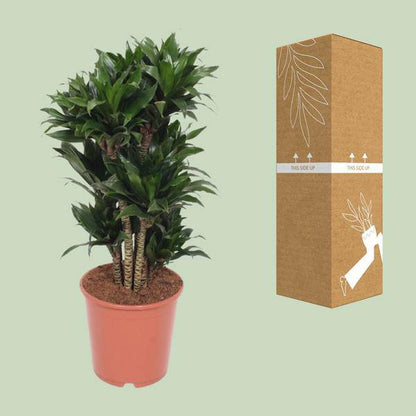 Drachenbaum - Dracaena Compacta - Zimmerpflanze - Ø24cm - ↕80cm 