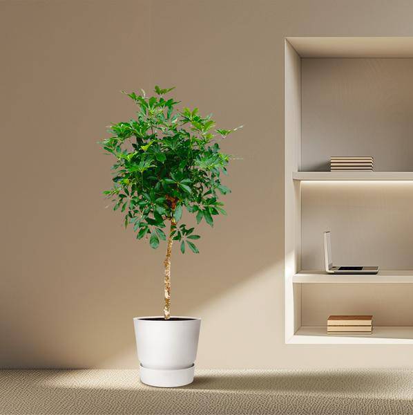 Strahlenaralie – Schefflera auf Stiel – Zimmerpflanze 170cm – Ø35cm – Immergrüne Grünpflanze mit handförmigen Blättern – Tropische XXL-Pflanze für Wohnzimmer & Büro – Pflegeleicht 