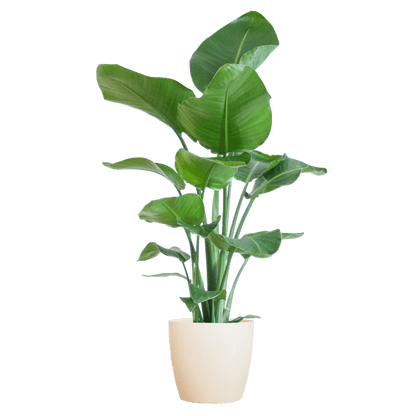 Strelitzia Nicolai – Baum-Strelitzie – Zimmerpflanze – 80 cm – Ø21 cm – inkl. Topf Viber Weiß – Große Blätter, tropisches Flair, pflegeleicht 