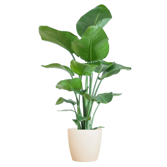 Strelitzia Nicolai – Baum-Strelitzie – Zimmerpflanze – 80 cm – Ø21 cm – inkl. Topf Viber Weiß – Große Blätter, tropisches Flair, pflegeleicht 