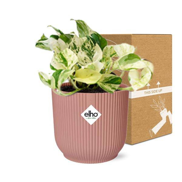 Efeutute - Epipremnum Pinnatum Happy Leaf - Zimmerpflanze + Topf Vibes Fold 14cm Rosa 