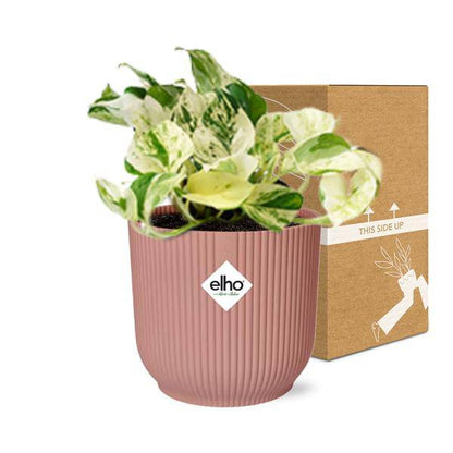 Efeutute - Epipremnum Pinnatum Happy Leaf - Zimmerpflanze + Topf Vibes Fold 14cm Rosa 