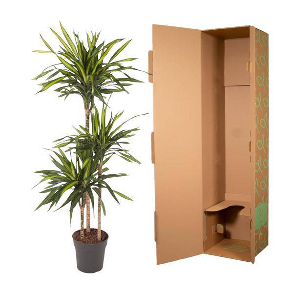 Drachenbaum – Dracaena Riki 140cm – Ø24cm – Zimmerpflanze mit grün gestreiften Blättern – Elegante pflegeleichte Dekopflanze für Wohnzimmer, Büro & Wintergarten 