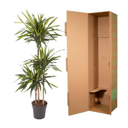 Drachenbaum – Dracaena Riki 140cm – Ø24cm – Zimmerpflanze mit grün gestreiften Blättern – Elegante pflegeleichte Dekopflanze für Wohnzimmer, Büro & Wintergarten 