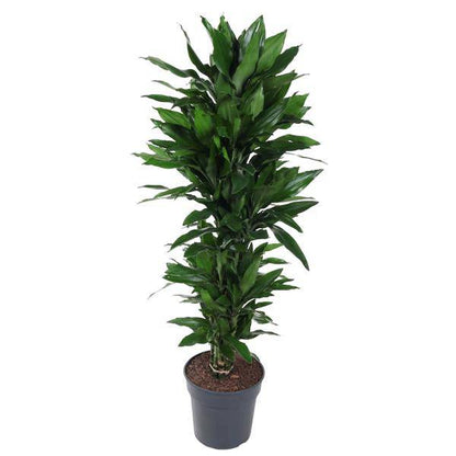 Drachenbaum – Dracaena Janet Lind 130cm – Ø31cm – Zimmerpflanze mit breiten dunkelgrünen Blättern – Pflegeleichte robuste Grünpflanze für Wohnzimmer, Büro & Wintergarten 