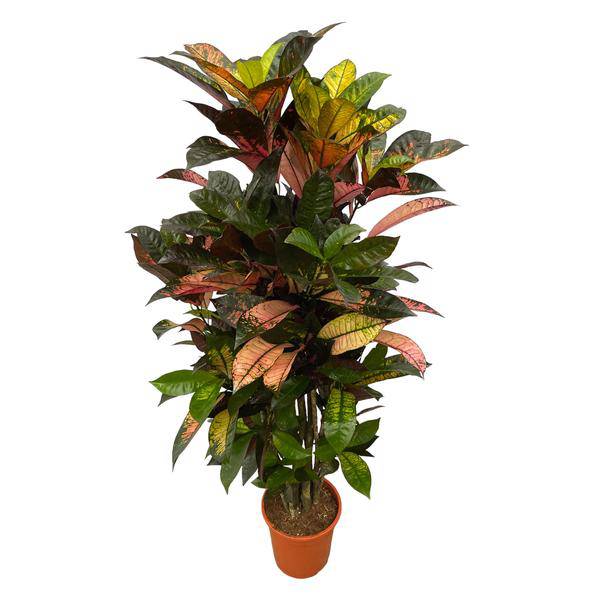 Codiaeum Croton Iceton – Wunderstrauch – Bunte Zimmerpflanze mit Farbspiel – Exotische Blätter – Ø24cm – ↕120cm 