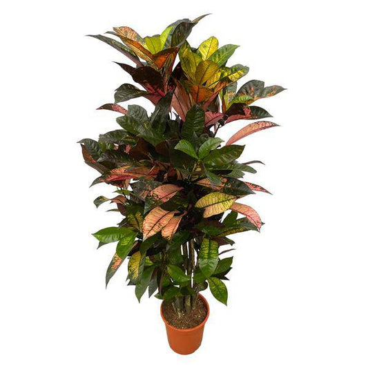 Codiaeum Croton Iceton – Wunderstrauch – Bunte Zimmerpflanze mit Farbspiel – Exotische Blätter – Ø24cm – ↕120cm 