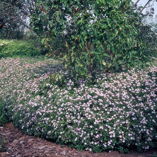 Wild-Aster Aster ageratoides 'Asran' – 6 Stück – ↕10-25cm – Ø9cm – Herbstblüher für Garten & Balkon – Pflegeleichte Staude mit hellblauen Blüten – Sonne bevorzugt 