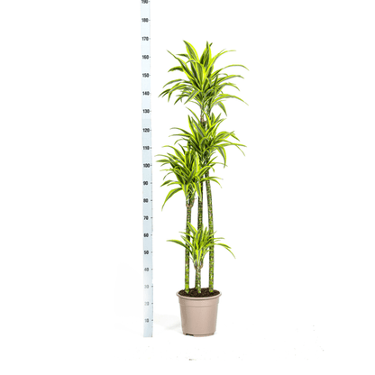 Drachenbaum Dracaena Deremensis Lemon Lime – Zimmerpflanze – Ø27 cm Topf – 180 cm hoch – dekorative Blattpflanze mit lebhaften Grüntönen 