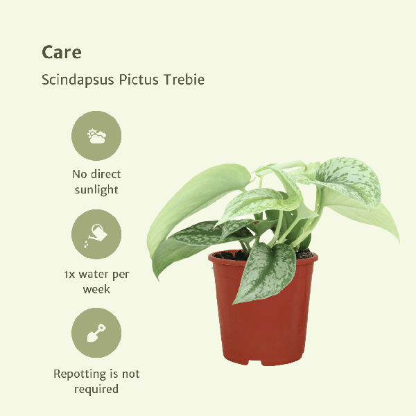 Efeutute - Scindapsus Pictus Trebie Epipremnum - Zimmerpflanze - Ø12cm - ↕15cm - 2 Stück 