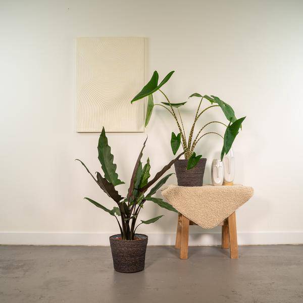 Pflanzenset - Pfeilblätter - Alocasia Zebrina - Ø19cm - ↕75cm + Alocasia Lauterbachiana - Ø19cm - ↕75cm 