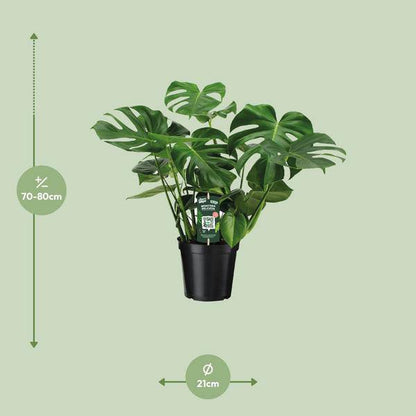 Monstera Deliciosa – Köstliches Fensterblatt – Zimmerpflanze – Ø21cm ↕65cm – Tropisches Flair – Pflegeleicht – Luftreinigend – Indoor Grünpflanze 