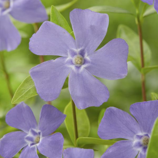 Kleines Immergrün – Vinca minor – ↕10-25cm – Ø9cm – 6 Pflanzen – Blauer Bodendecker – Sonne & Schatten – Pflegeleicht 