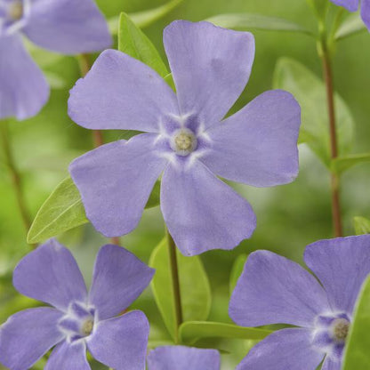 Kleines Immergrün – Vinca minor – ↕10-25cm – Ø9cm – 6 Pflanzen – Blauer Bodendecker – Sonne & Schatten – Pflegeleicht 