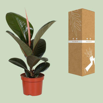 Gummibaum - Ficus Elastica Robusta - Zimmerpflanze - Ø12cm - ↕35cm 