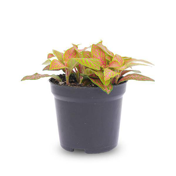 Fittonia Orange - Pink - Ruby Lime - Mosaikpflanze - Topfgröße 8 