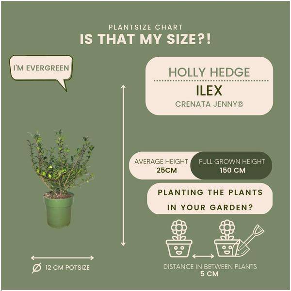 Stechpalmenhecke - Ilex crenata 'Jenny'® - 1 Meter - Pflanzenset mit 6 winterharten Heckenpflanzen - Immergrüne Hecke 
