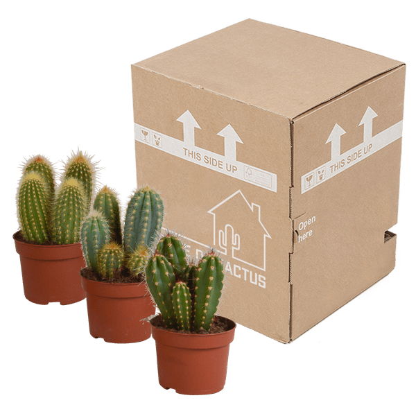 Kaktus - Cereus Mix - Zimmerpflanze - 10,5 cm - 3 Stück 