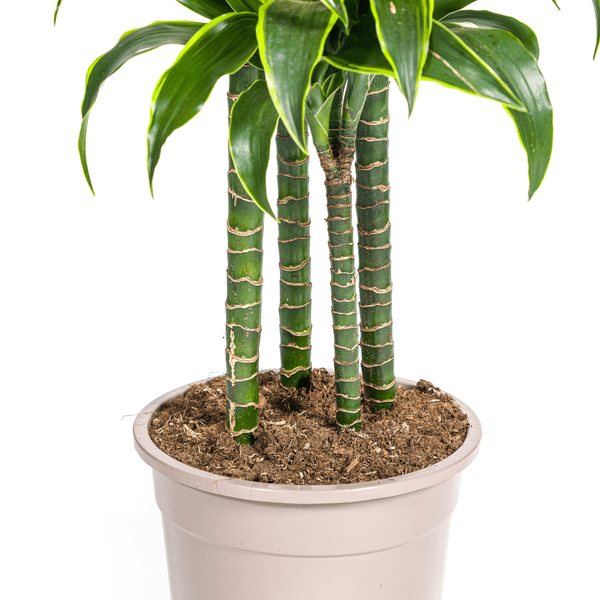 Drachenbaum Dracaena Deremensis Dorado – Zimmerpflanze – Ø27cm Topf – 180 cm Höhe – Elegante, langlebige Blattpflanze 