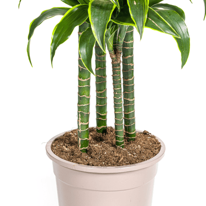 Drachenbaum Dracaena Deremensis Dorado – Zimmerpflanze – Ø27cm Topf – 180 cm Höhe – Elegante, langlebige Blattpflanze 