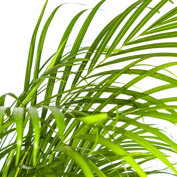 Dypsis Areca Lutescens – Goldfruchtpalme – Zimmerpflanze Ø24cm ↕120-140cm – Tropisch & dekorativ – Federartige Blätter – Pflegeleicht 