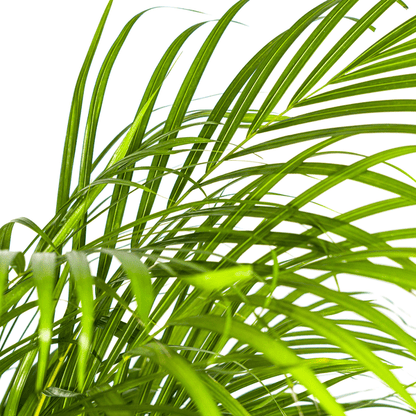 Dypsis Areca Lutescens – Goldfruchtpalme – Zimmerpflanze Ø24cm ↕120-140cm – Tropisch & dekorativ – Federartige Blätter – Pflegeleicht 