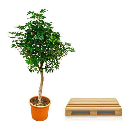 Strahlenaralie – Schefflera auf Stiel – Zimmerpflanze 210cm – Ø45cm – Immergrüne XXL-Grünpflanze mit handförmigen Blättern – Tropische Kübelpflanze für Wohnzimmer & Büro – Pflegeleicht 