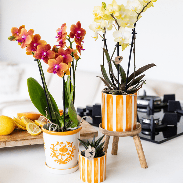 Malaga Blumentopf Orange Ø9cm – Dekorativer Keramiktopf in sommerlichem Design – Pflanzentopf für Zimmerpflanzen & Kräuter – Stilvolle Blumendeko für Wohnzimmer, Küche & Büro 