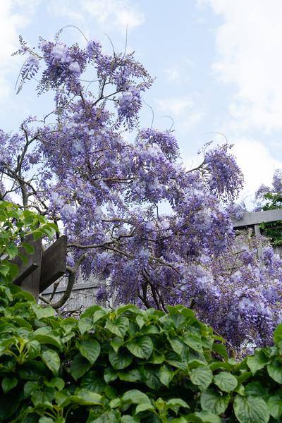 Chinesischer Blauregen - Wisteria sinensis 'Prolific' Glyzinie - Ø15cm - ↕65cm 