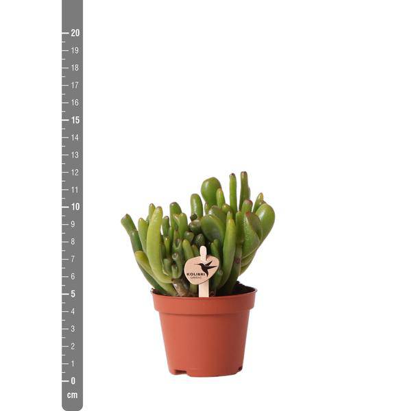 Sukkulente - Crassula Hobbit - Ø6cm - Zimmerpflanze 