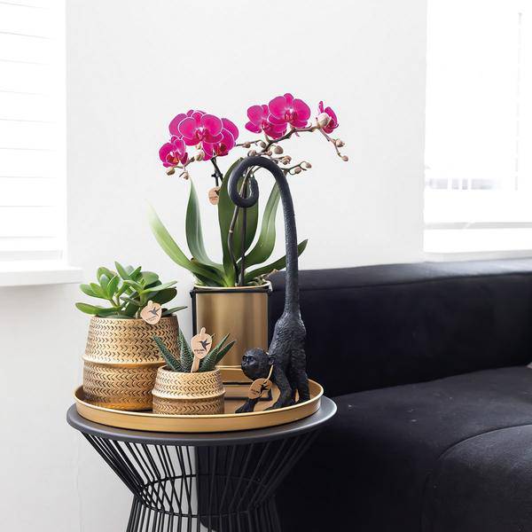 Phalaenopsis Orchidee – Flieder – Morelia – Mit goldfarbenem Groove Ziertopf – Ø9cm – 35cm hoch – Blühende Zimmerpflanze – Deko-Set für Wohnzimmer & Geschenkidee 