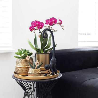 Phalaenopsis Orchidee – Flieder – Morelia – Mit goldfarbenem Groove Ziertopf – Ø9cm – 35cm hoch – Blühende Zimmerpflanze – Deko-Set für Wohnzimmer & Geschenkidee 