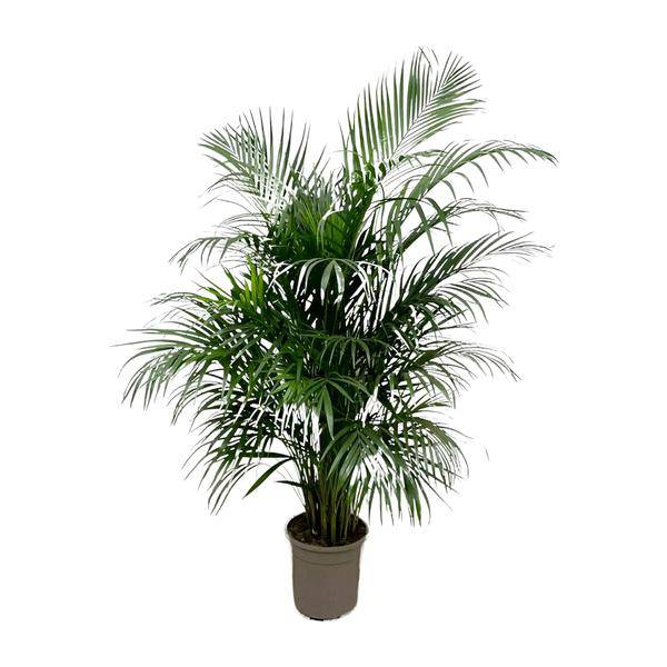 Goldfruchtpalme – Dypsis Lutescens – Areca-Palme – Zimmerpflanze 150cm – Ø24cm – Tropische Grünpflanze mit eleganten Wedeln – Exklusive Kübelpflanze für Wohnzimmer, Büro & Balkon – Pflegeleicht 