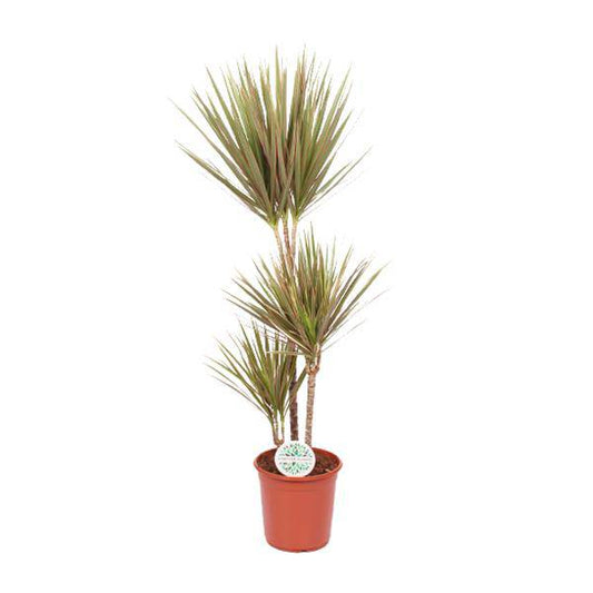 Drachenbaum Dracaena Bicolor – Ø24cm – ↕115cm – Exotische Zimmerpflanze – Luftreinigend & Pflegeleicht 