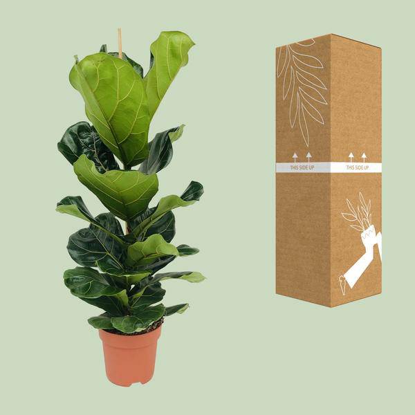 Ficus lyrata – Geigen-Feige – Ø21cm x H100cm – Großblättrige Zimmerpflanze – Luftreinigend & dekorativ – Pflegeleicht – Im Pflanztopf – Direkt aus der Gärtnerei 