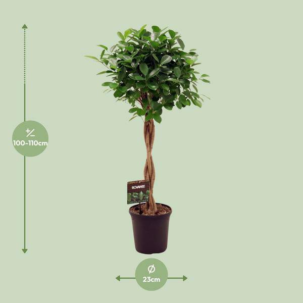 Chinesische Feige - Ficus Micr. Moclame - Zimmerpflanze - Ø23cm - ↕110cm 