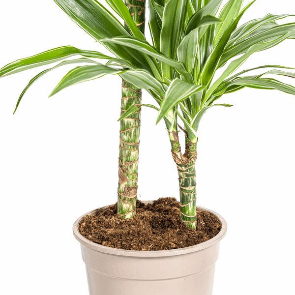 Dracaena Deremensis White Stripe – Drachenbaum – Ø19cm – ↕70-90cm – Elegante Zimmerpflanze mit weißen Blattstreifen – Pflegeleicht & luftreinigend 
