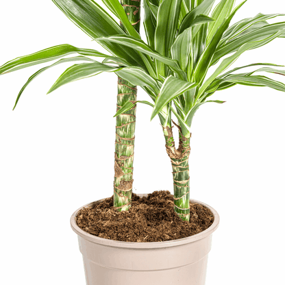 Dracaena Deremensis White Stripe – Drachenbaum – Ø19cm – ↕70-90cm – Elegante Zimmerpflanze mit weißen Blattstreifen – Pflegeleicht & luftreinigend 