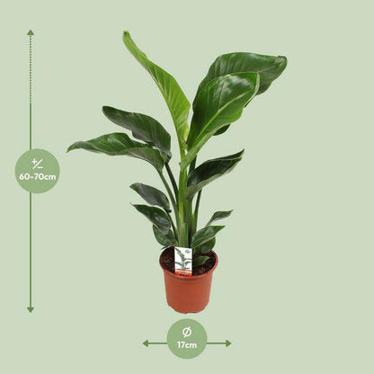 Baum-Strelitzie – Strelitzia Nicolai – Paradiesvogelblume – Ø17cm ↕70cm – tropische Zimmerpflanze mit exotischem Blattschmuck 