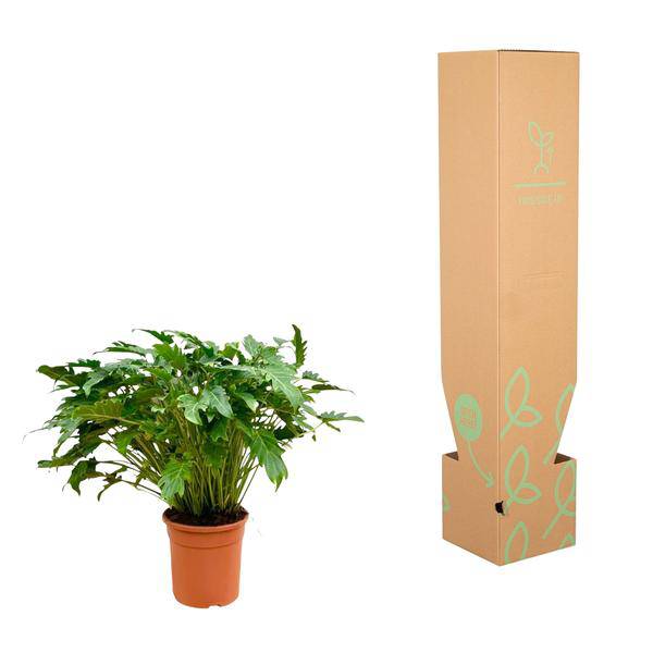Philodendron Xanadu – Baumfreund – ca. 80cm hoch – Ø27cm – Tropische Zimmerpflanze mit dekorativen Blättern – Pflegeleichte Grünpflanze für Wohnzimmer & Büro 