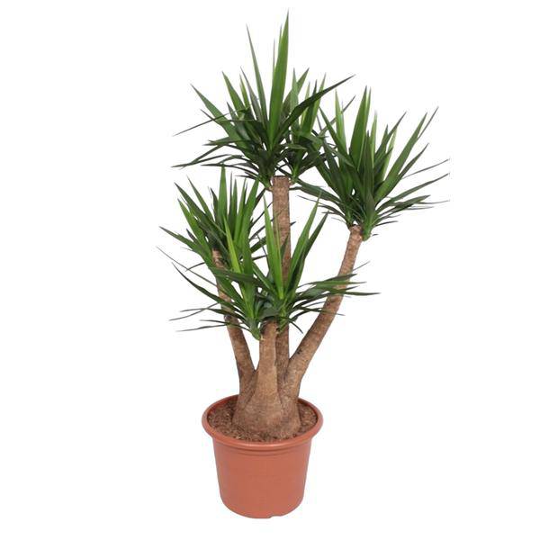 Riesen-Palmlilie – Yucca Elephantipes verzweigt – Zimmerpflanze 170cm – Ø45cm – Pflegeleichte Grünpflanze mit langen, spitzen Blättern – Tropischer Blickfang für Wohnzimmer, Büro & Wintergarten 