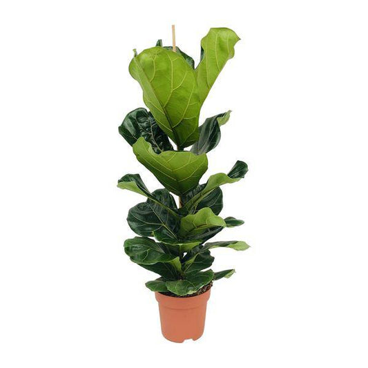 Ficus lyrata – Geigen-Feige – Ø21cm x H100cm – Großblättrige Zimmerpflanze – Luftreinigend & dekorativ – Pflegeleicht – Im Pflanztopf – Direkt aus der Gärtnerei 