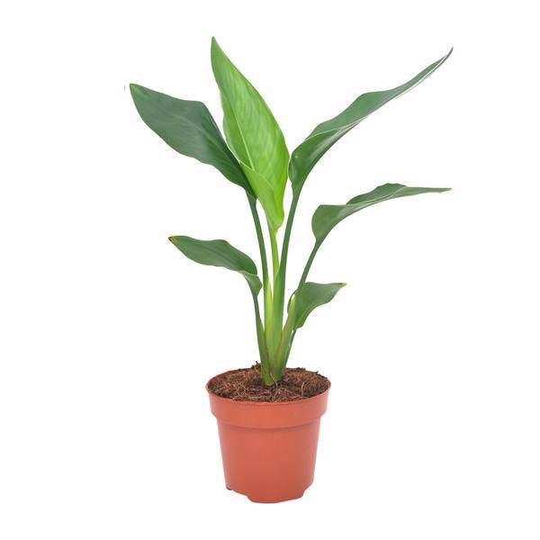 Paradiesvogelblume - Strelitzia Reginea - Zimmerpflanze - Ø12cm - ↕40cm 