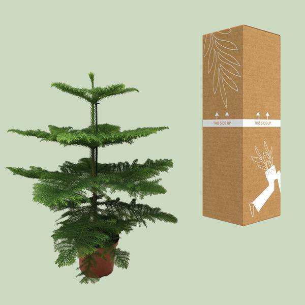 Norfolk-Araukarie (Araucaria Heterophylla) – Zimmerpflanze Ø21cm – 70cm hoch – Luftreinigend, pflegeleicht & dekorativ – Schlankes Design für kleine Räume 