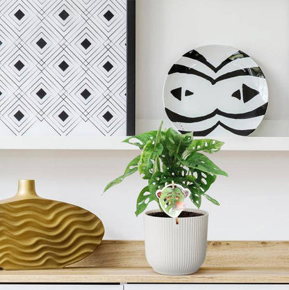 Monstera obliqua Monkey Leaf – Fensterblatt – Kletterpflanze und Zimmerpflanze mit dekorativen Blättern – Ø12cm – ↕25cm 